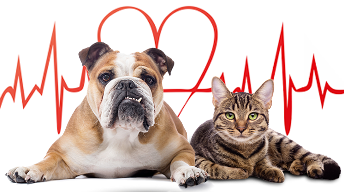 Cardiologia